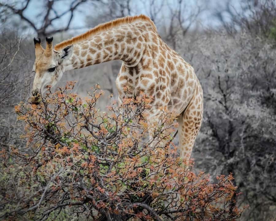 Experience an Amazing Big5 Safari near Cape Town! - What else you might see besides the Big Five