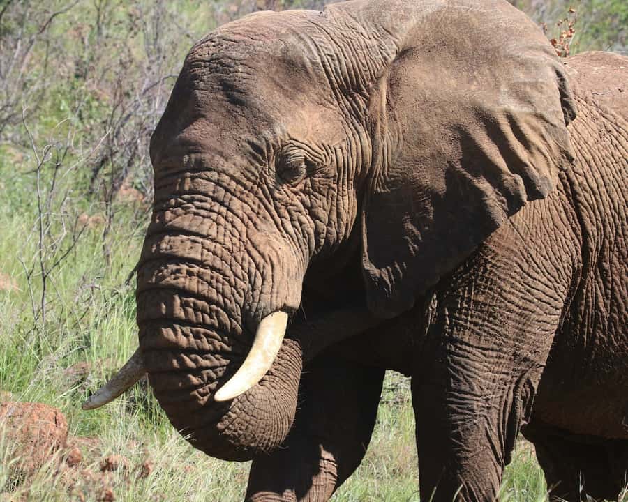 Experience an Amazing Big5 Safari near Cape Town! - Who will enjoy this safari most