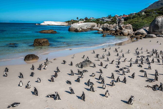 Explore Cape of Good Hope and Boulders Beach Private Tour - Boulders Beach is the essential wildlife stop