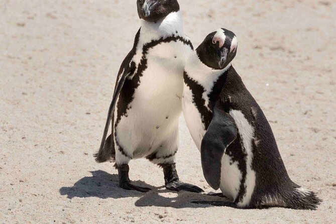 Explore Cape of Good Hope and Boulders Beach Private Tour - Simon’s Town makes a practical lunch stop