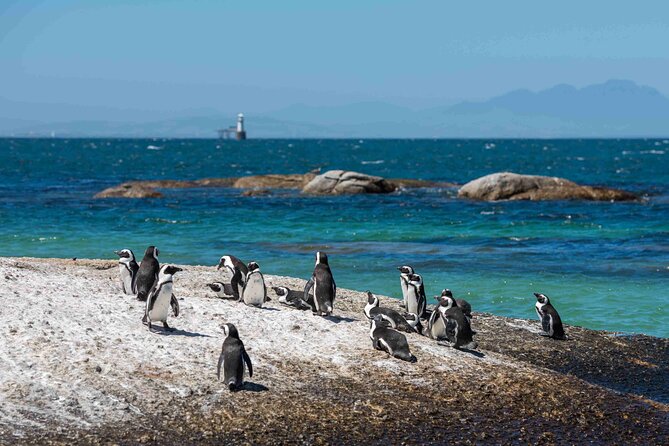 Explore Cape of Good Hope and Boulders Beach Private Tour - Cape Point allows the most room to explore