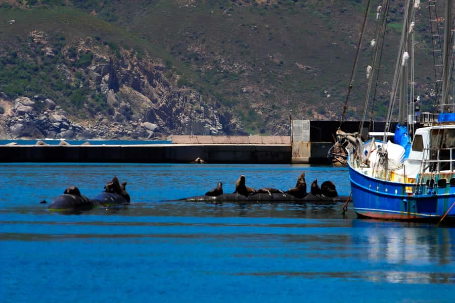 Explore Cape of Good Hope and Boulders Beach: Private Tour - Cape Point lighthouse: your longest walking stop