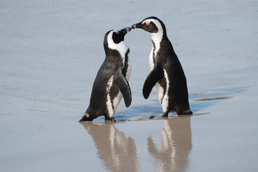 Explore: Cape of Good Hope and Penguins Full-Day Tour - Key points to know before booking