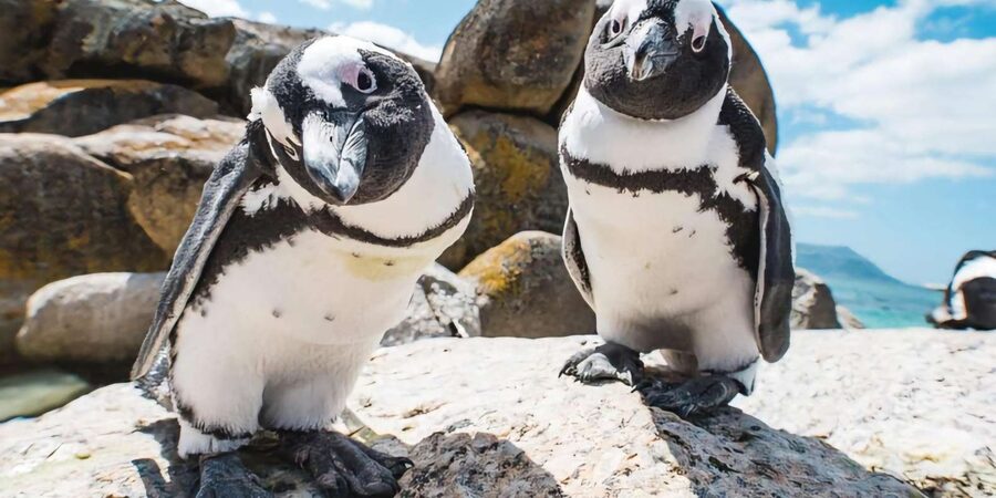 Explore: Cape of Good Hope and Penguins Full-Day Tour - Hout Bay and the optional seal boat
