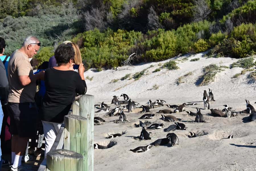 Explore: Cape of Good Hope and Penguins Full-Day Tour - Chapman’s Peak Drive, the scenic centerpiece