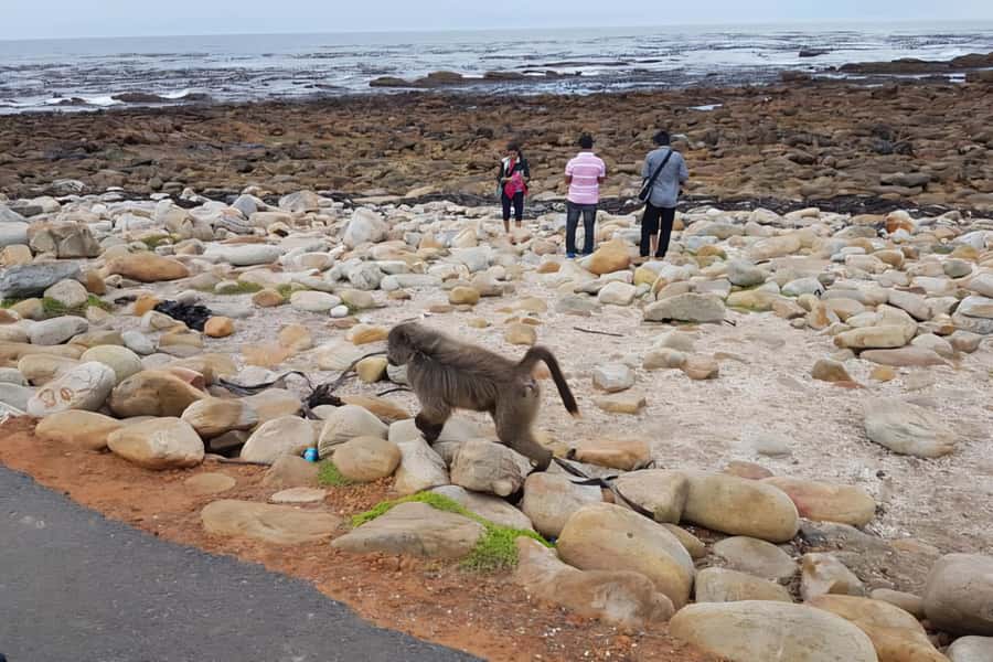 Explore: Cape of Good Hope and Penguins Full-Day Tour - Bo-Kaap, where the tour begins with color and culture