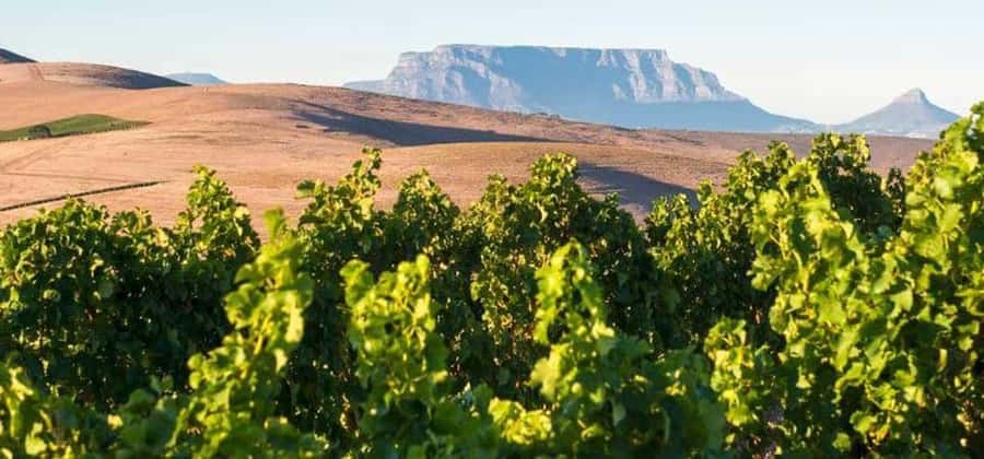 Explore Table Mountain, Kirstenbosch, & Constantia wineries. - Why this Cape Town day works so well