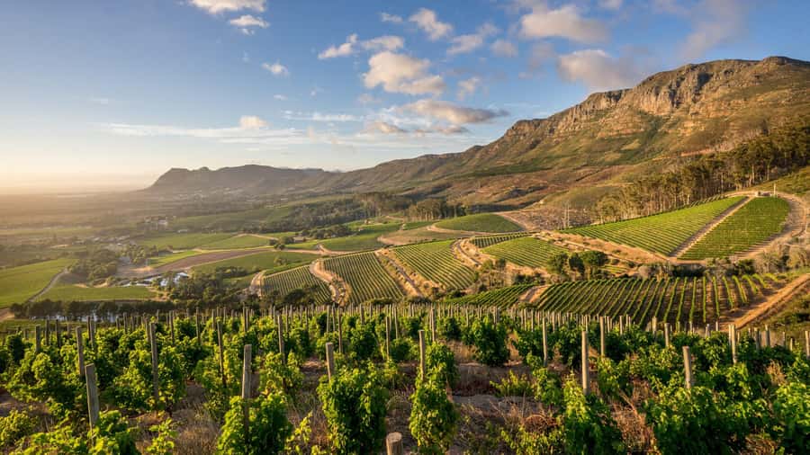 Explore Table Mountain, Kirstenbosch, & Constantia wineries. - Constantia for wine, food, and a slower finish