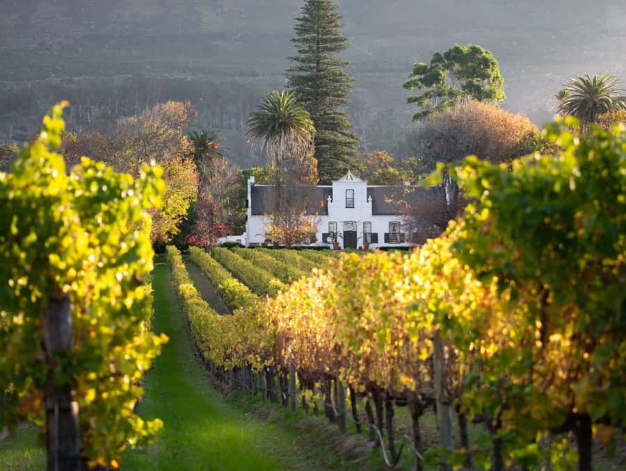 Explore Table Mountain, Kirstenbosch, & Constantia wineries. - Who should book this tour