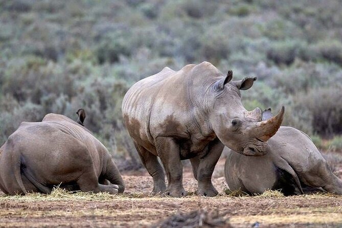 Explore the best Big 5 Aquila Safari Tour and Wine Tasting - Fairview wine and cheese tasting