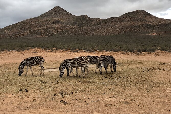 Explore the best Big 5 Aquila Safari Tour and Wine Tasting - What the guide can add to the day