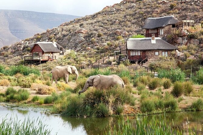 Explore the best Big 5 Aquila Safari Tour and Wine Tasting - What Aquila Private Game Reserve adds
