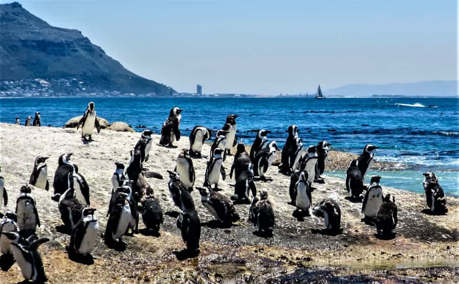 Fascinating Cape Peninsula Experience (private & exclusiv) - Starting with Muizenberg’s colorful beach view