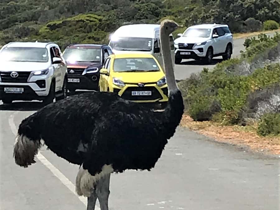 Fascinating Cape Peninsula Experience (private & exclusiv) - The Cape of Good Hope and its famous name