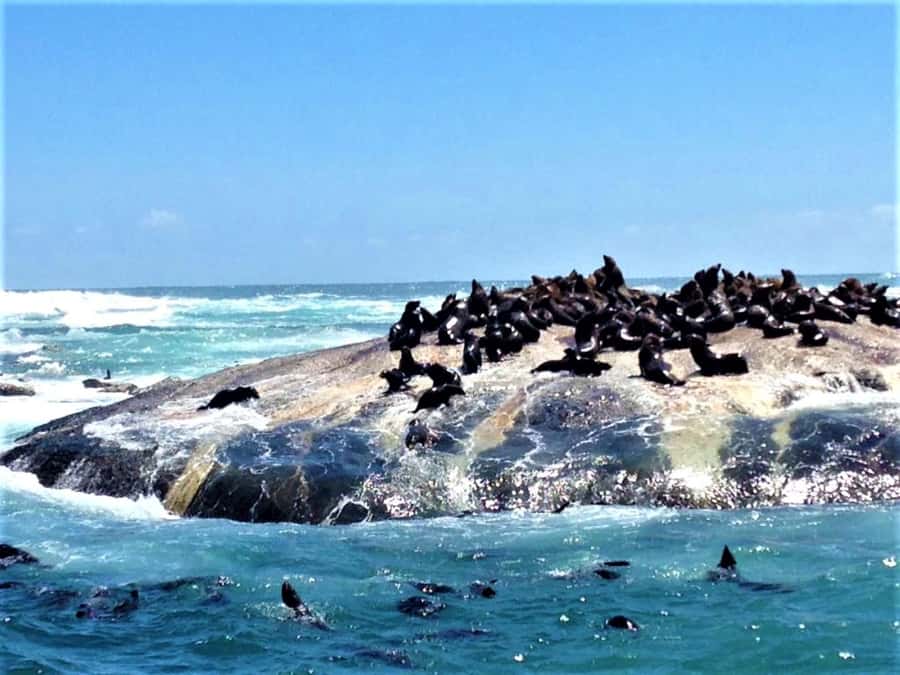 Fascinating Cape Peninsula Experience (private & exclusiv) - What is included and what is extra