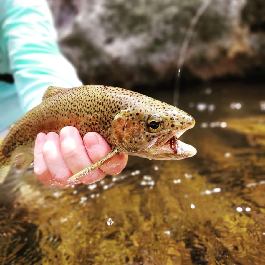 Fly Fishing in Cape Town - Why Cape Town fly fishing is worth your time