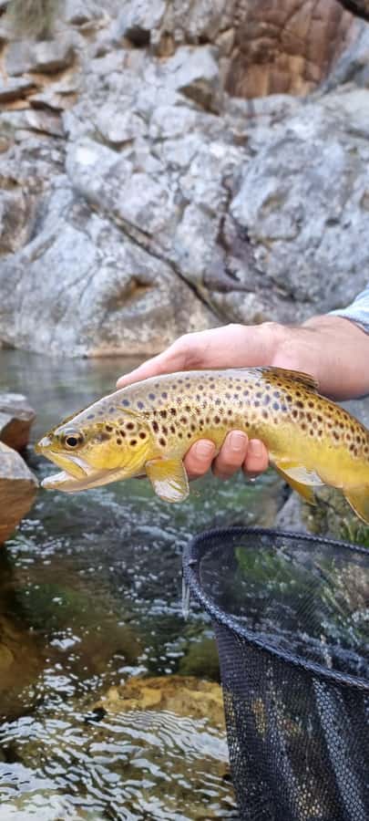 Fly Fishing in Cape Town - Four hours of stalking wild rainbow trout
