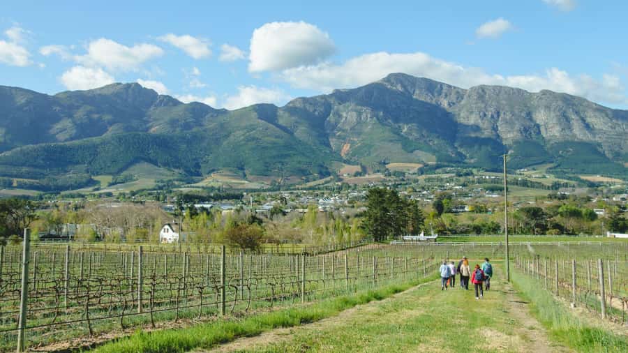 Franschhoek: An enchanting storytelling walk to 3 wine farms - First tastings and the vineyard route