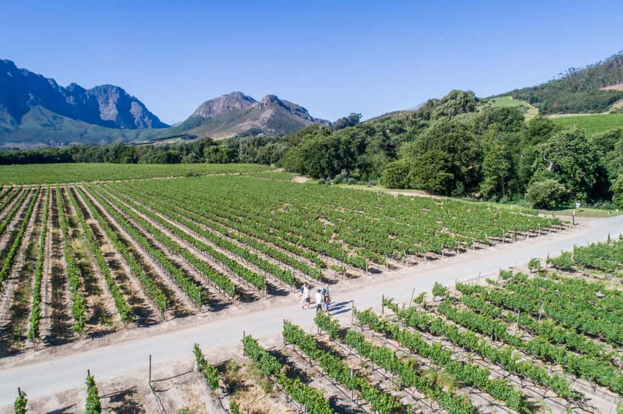 Franschhoek: An enchanting storytelling walk to 3 wine farms - Mullineux & Leeu and the second tasting