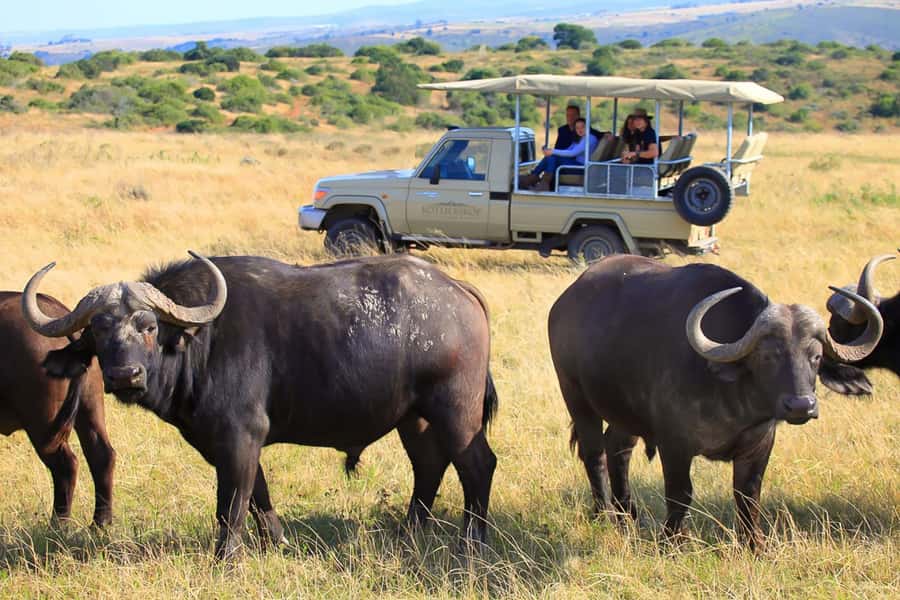 From Cape Town: 3-Day Garden Route Highlights and 4x4 Safari - Should you book it?