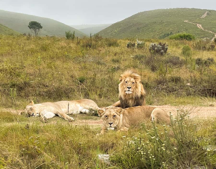 From Cape Town: 3-Day Garden Route Highlights and 4x4 Safari - The guide can shape the whole three days