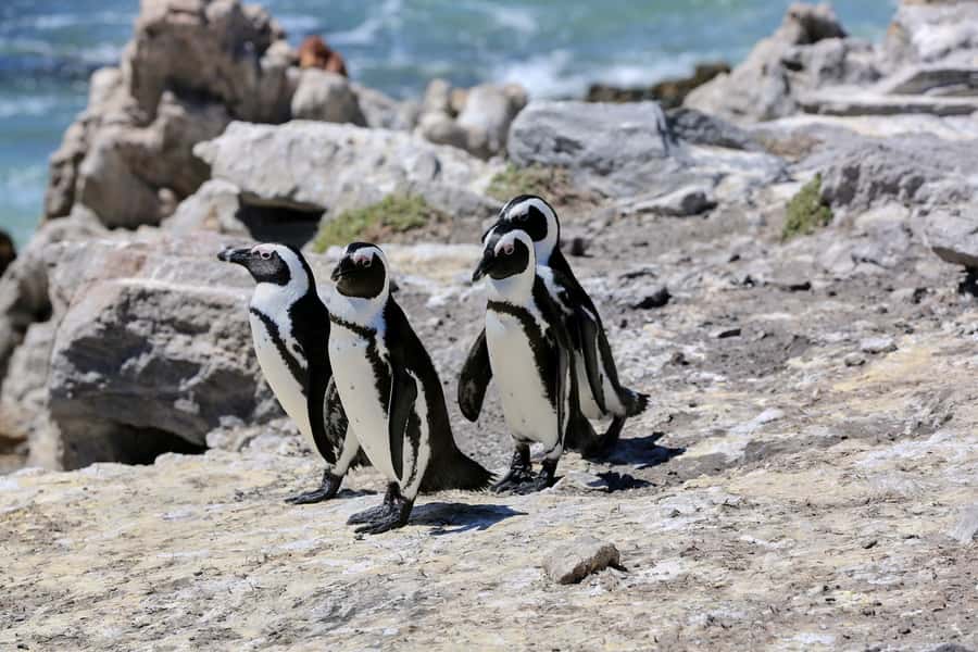 From Cape Town: 3-Day Garden Route Safari and Coastal Tour - A fast route from Cape Town to the southern tip