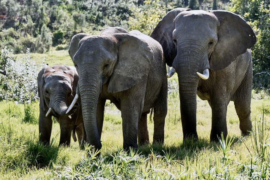 From Cape Town: 3-Day Garden Route Safari and Coastal Tour - Hermanus for whales and coastal scenery