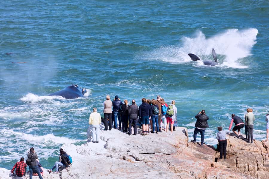 From Cape Town: 3-Day Garden Route Safari and Coastal Tour - Cape Agulhas, the real southern tip