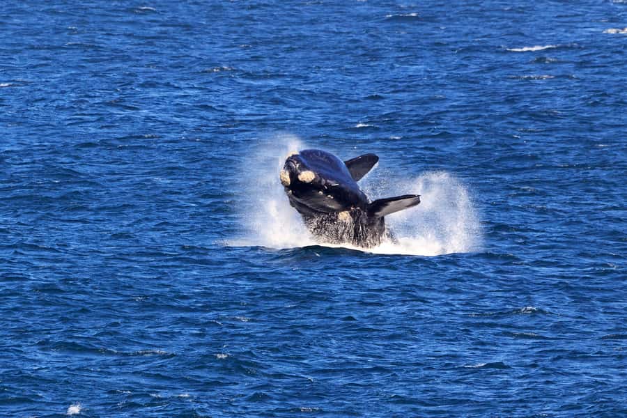 From Cape Town: 3-Day Garden Route Safari and Coastal Tour - Garden Route Game Lodge and the safari days