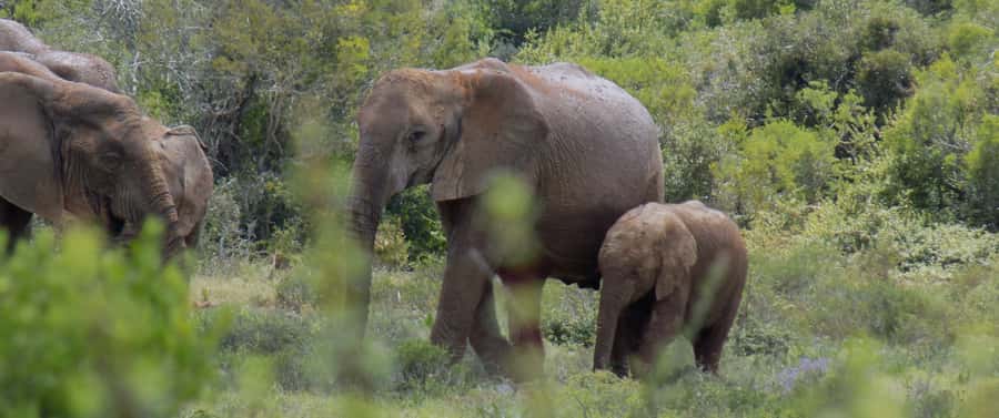 From Cape Town: 5-Day Best of Garden Route and Addo Safari - The guides can shape the whole experience
