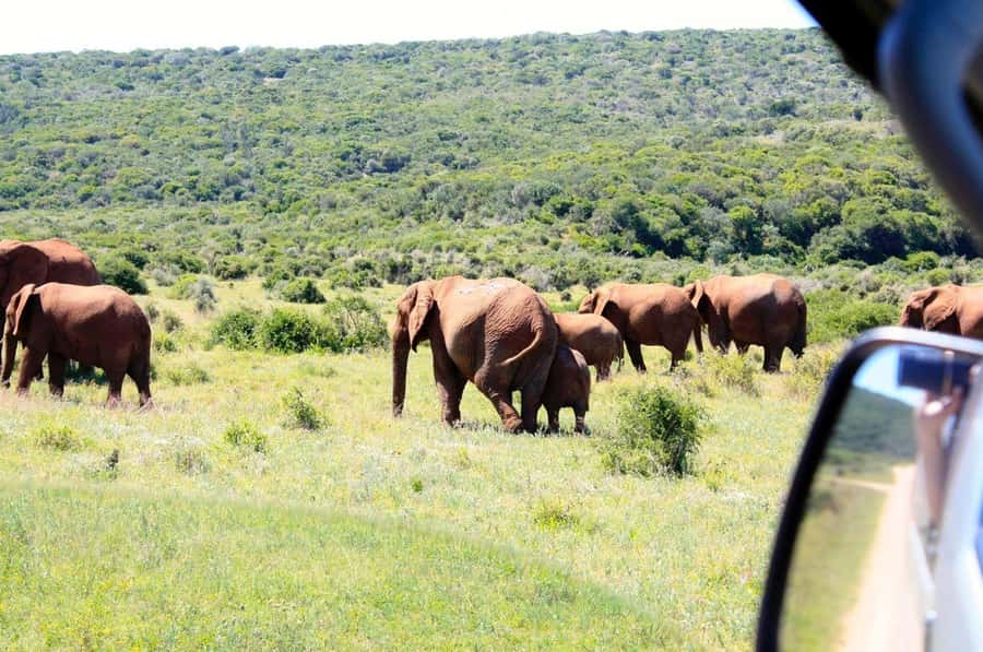 From Cape Town: 5-Day Best of Garden Route and Addo Safari - What this five-day route is really like