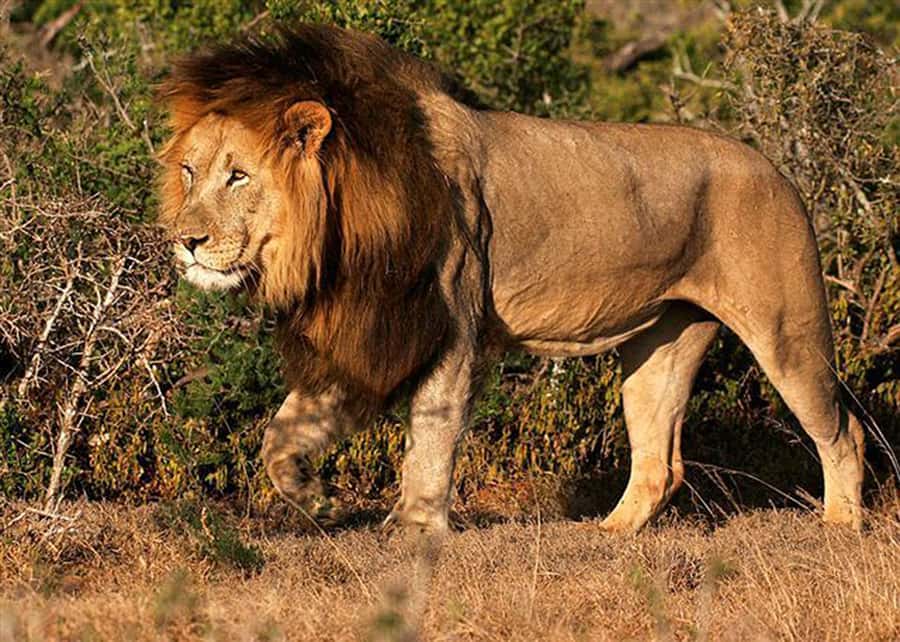 From Cape Town: 5-Day Best of Garden Route and Addo Safari - Day 5: Botlierskop and the long return to Cape Town