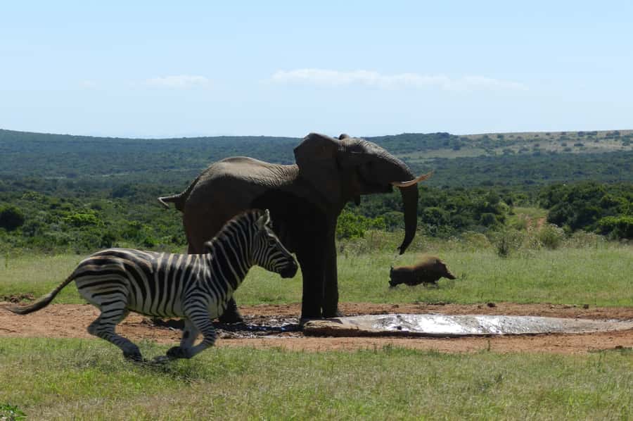 From Cape Town: 5-Day Garden Route & Addo Elephant Park Tour - Key points to know before booking