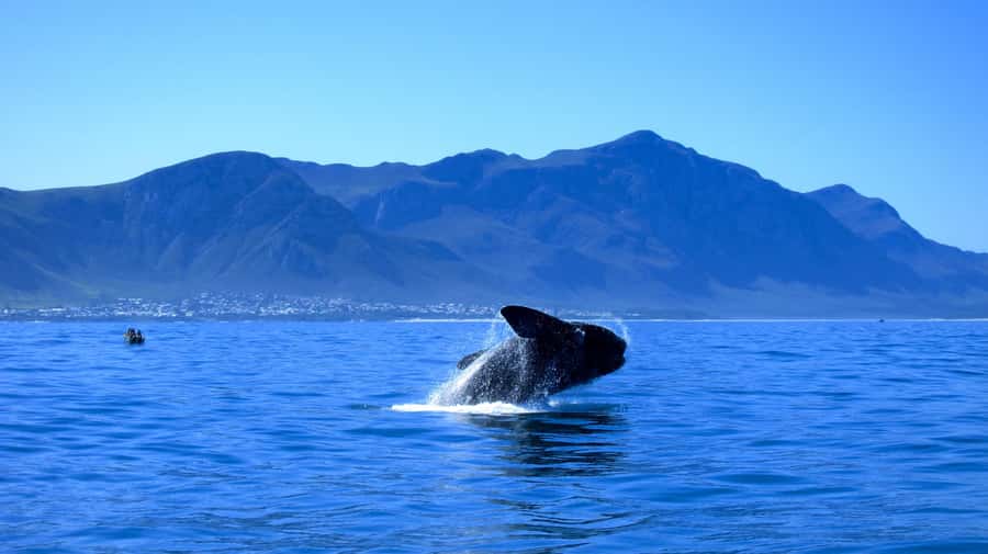 From Cape Town: 5-Day Garden Route & Addo Elephant Park Tour - Why this five-day route works