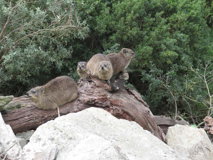 From Cape Town: 5-Day Garden Route & Addo Elephant Park Tour - Day 3: Tsitsikamma and the Addo elephant herds