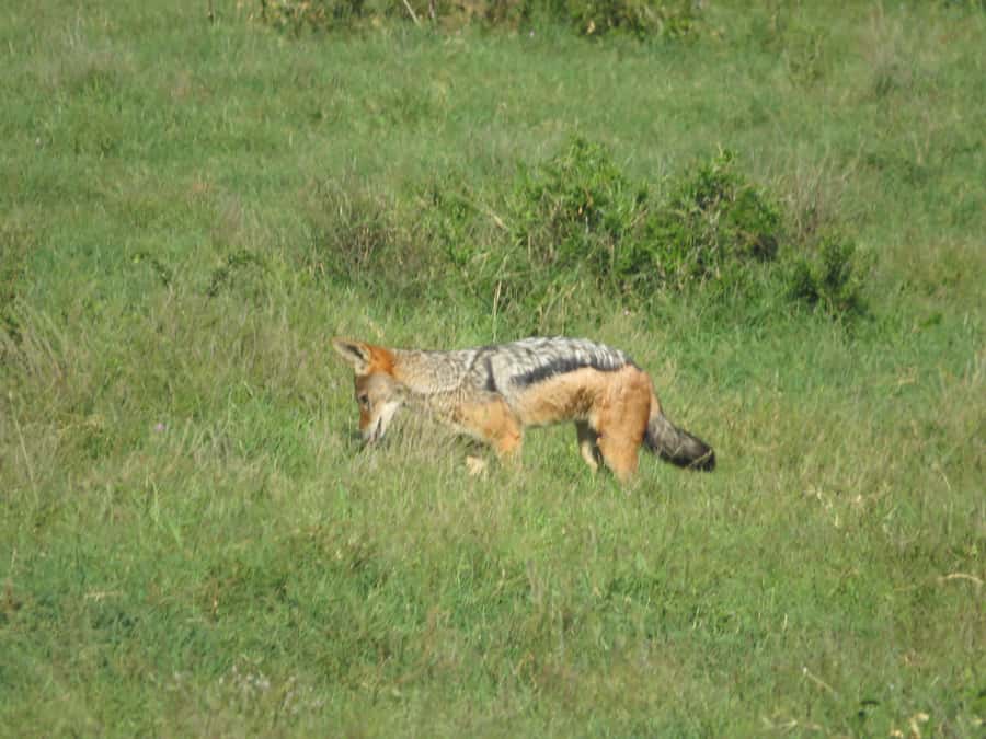 From Cape Town: 5-Day Garden Route & Addo Elephant Park Tour - Day 4: Bloukrans and a night beside the bush