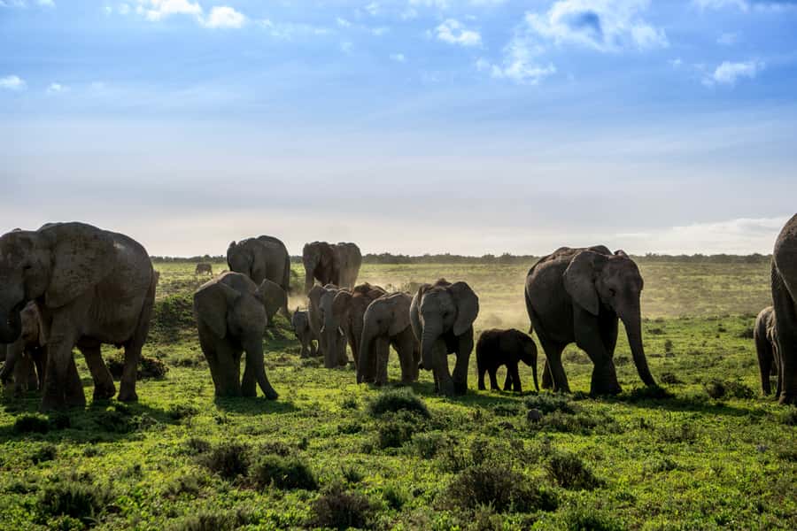 From Cape Town: 7-Day Garden Route, Addo and Winelands Combo - Guides, groups and the human side of the trip