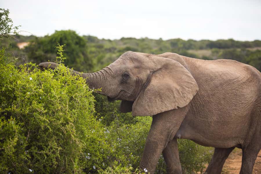 From Cape Town: 7-Day Garden Route, Addo and Winelands Combo - What this seven-day route is really like