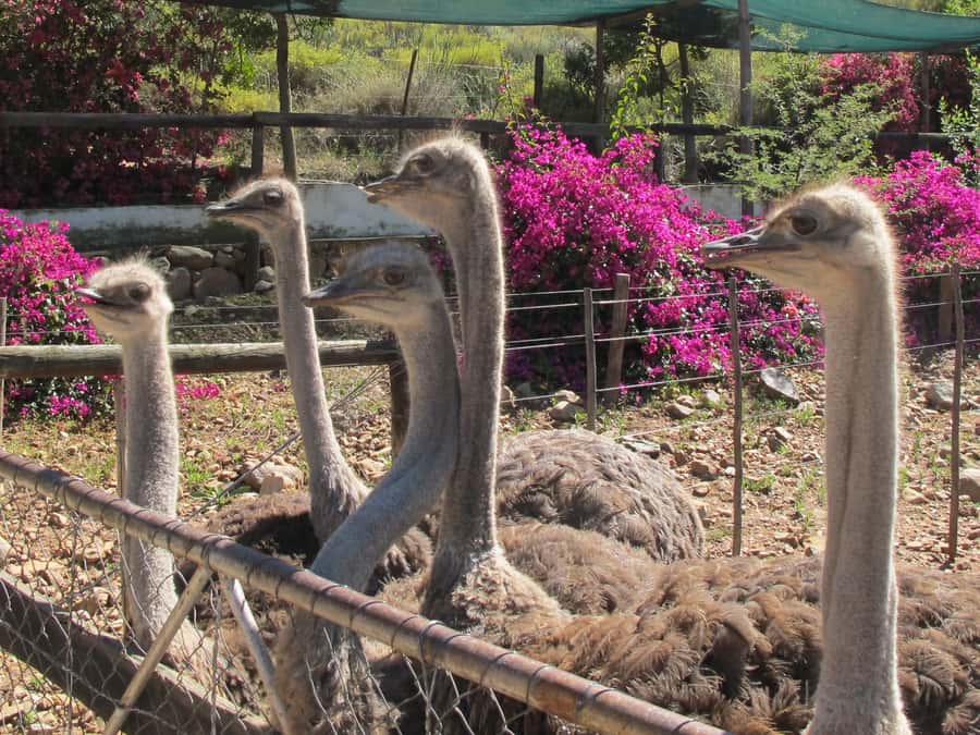From Cape Town: 7-Day Garden Route, Addo and Winelands Combo - Day 5: elephants in Addo and a free afternoon at Jeffreys Bay