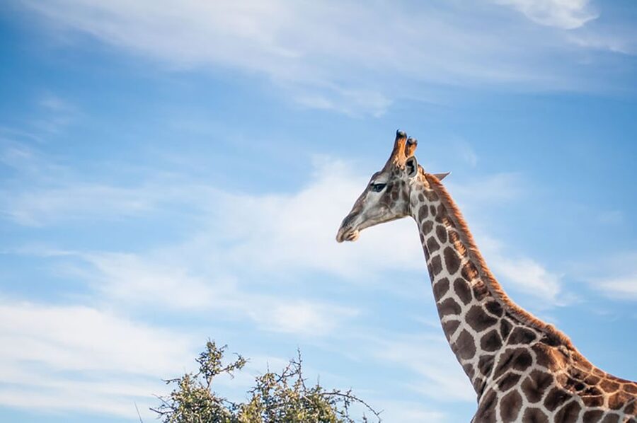 From Cape Town: 7-Day Garden Route, Addo and Winelands Combo - Day 6: Tsitsikamma, Bloukrans and Knysna