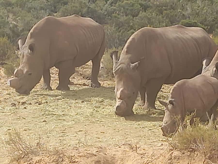 From Cape Town: Aquila Game Reserve Safari Tour with Lunch - A Cape Town safari without an extra flight