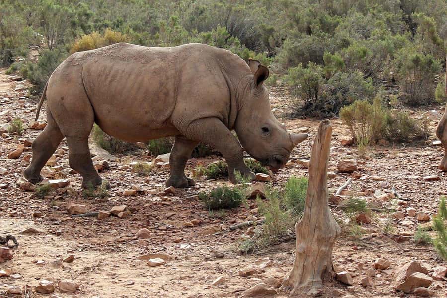 From Cape Town: Aquila Game Reserve Safari Tour with Lunch - The buffet lunch before the game drive