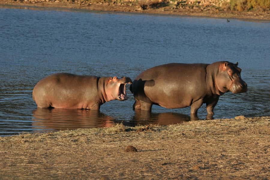 From Cape Town: Aquila Game Reserve Safari Tour with Lunch - Who will enjoy this day most