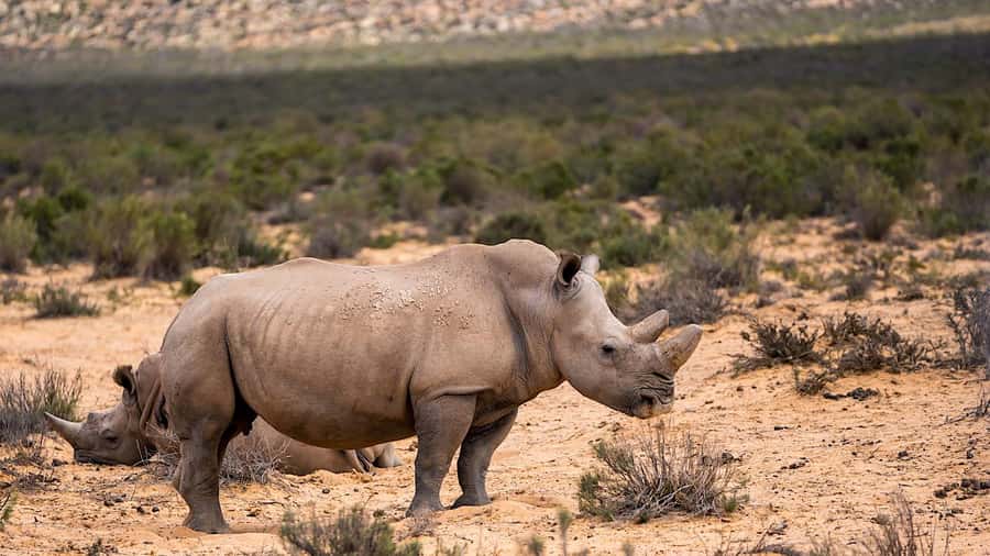 From Cape Town: Aquila Game Reserve Safari Tour with Lunch - Practical tips for a smoother day