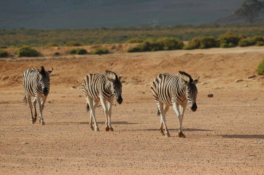 From Cape Town: Aquila Game Reserve Safari Tour with Lunch - Should you book the Aquila safari?