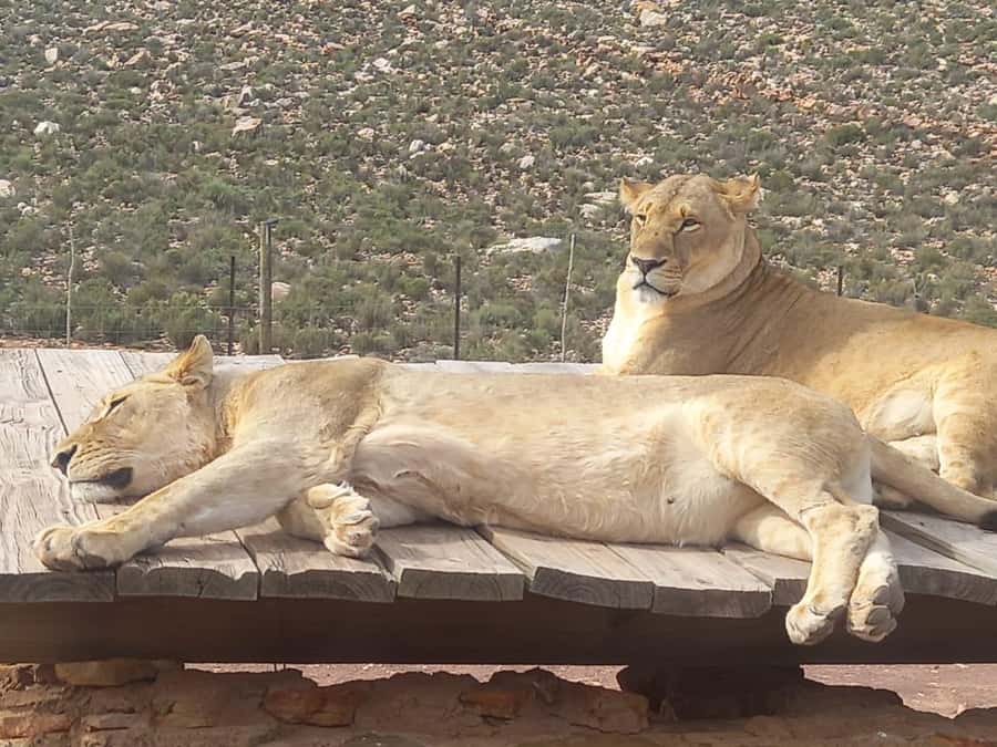From Cape Town: Aquila Game Reserve Safari Tour with Lunch - The drive through the Cape countryside