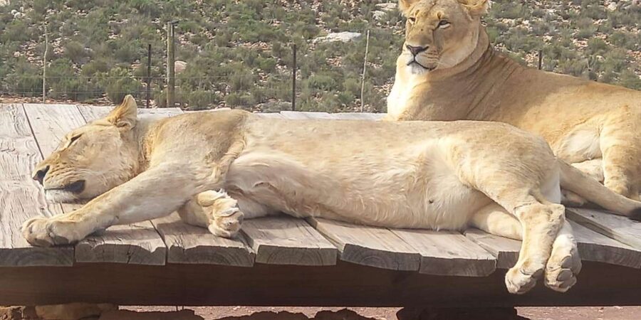 From Cape Town: Aquila Game Reserve Sunset Game Drive - Is $167 a fair price?