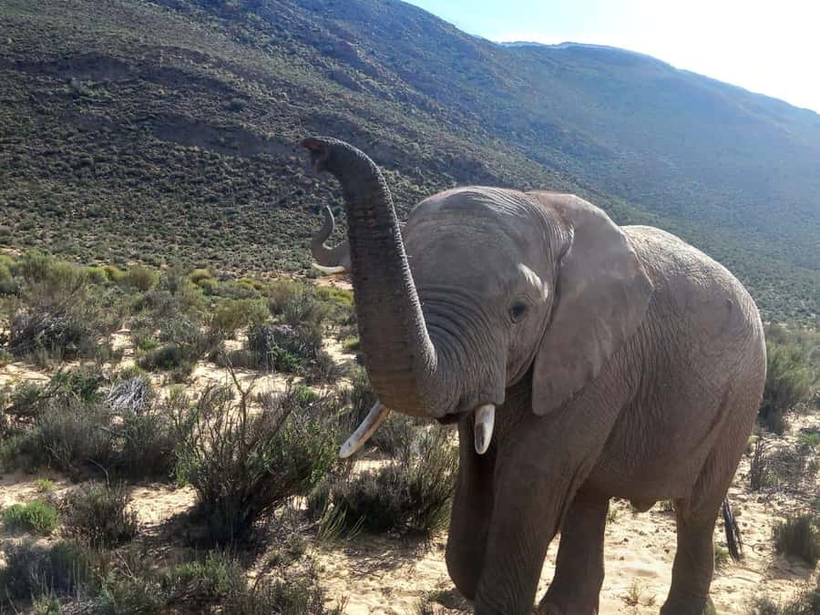 From Cape Town: Aquila Game Reserve Sunset Game Drive - Leaving Cape Town for the Karoo