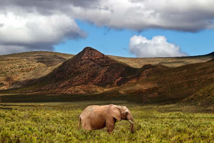 From Cape Town: Big Five Game Reserve with Lunch - Key points at a glance