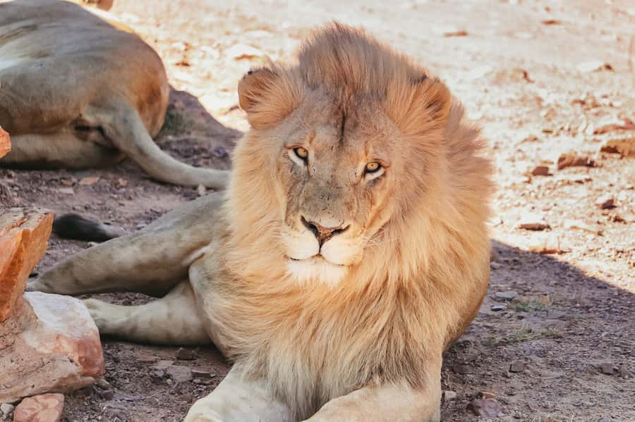 From Cape Town: Big Five Game Reserve with Lunch - Booking details worth knowing